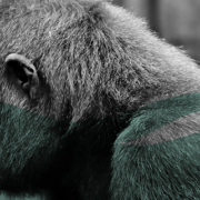 https://pixabay.com/de/gorilla-kind-trennung-schmerz-2322005/